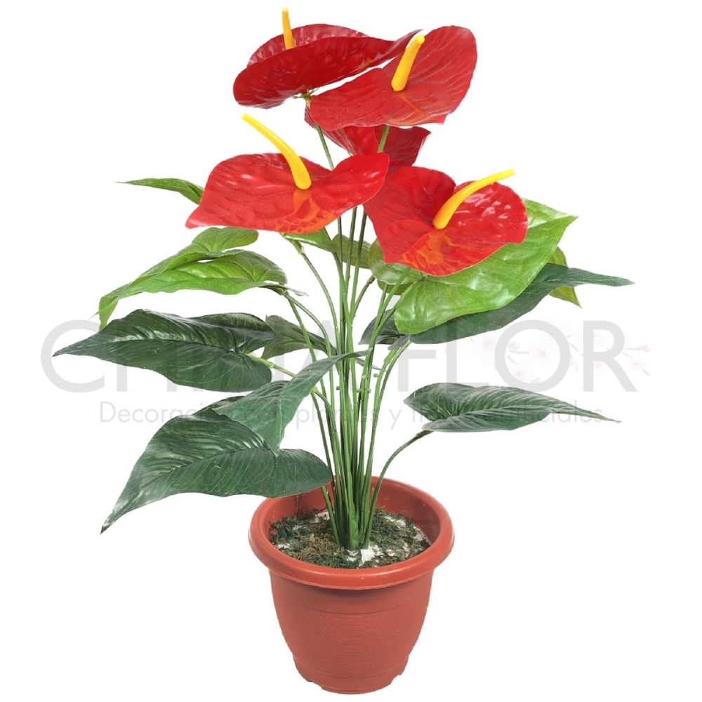 ARBOLES MINI ANTHURIUM 55CM