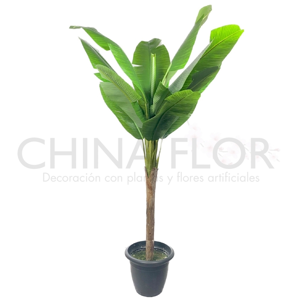 ARBOLES GRANDES ALT.160.CM