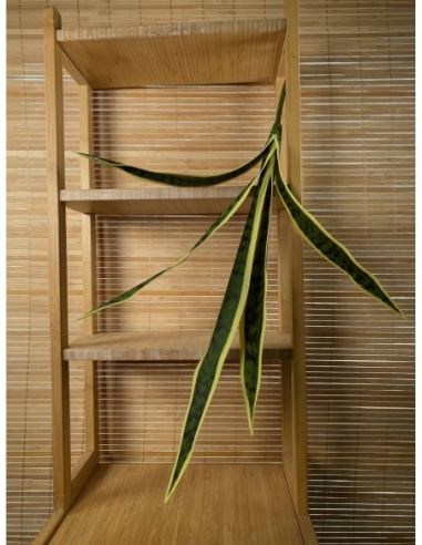 PLANTA VERDE LENGUA DE SUEGRA  59CM