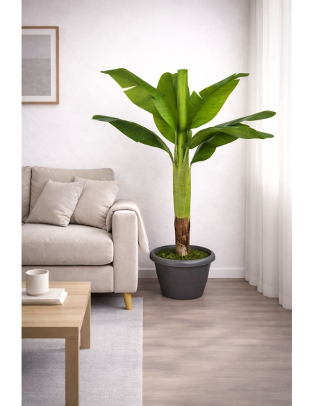 Platanera artificial 105CM