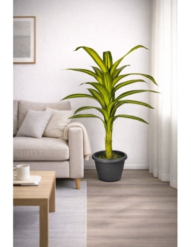 Drácena fragrans artificial 115CM