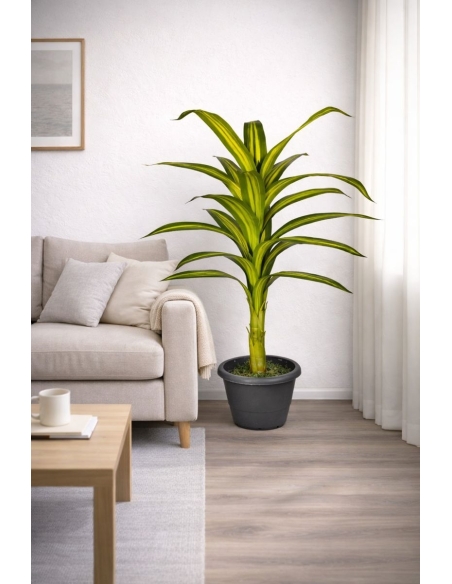 Drácena fragrans artificial 115CM