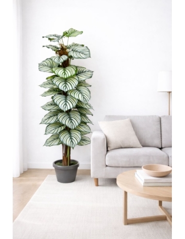 Calathea orbifolia artificial 170CM