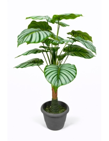 Calathea orbifolia artificial  90CM