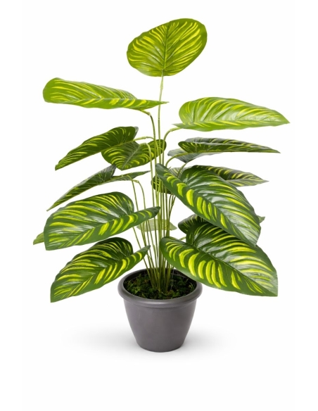 Calathea artificial 65/70CM