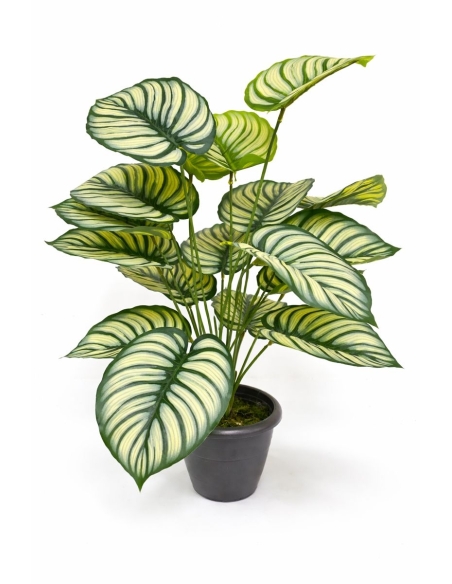 Calathea orbifolia  artificial  65/70CM