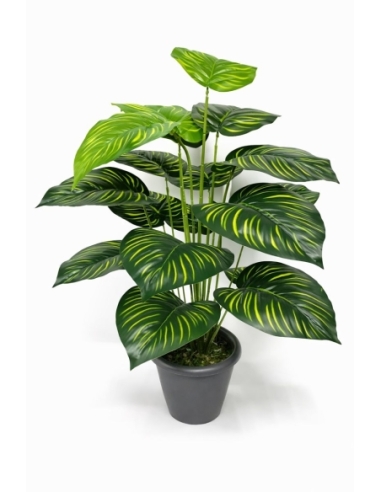 Dieffenbachia artificial 55CM