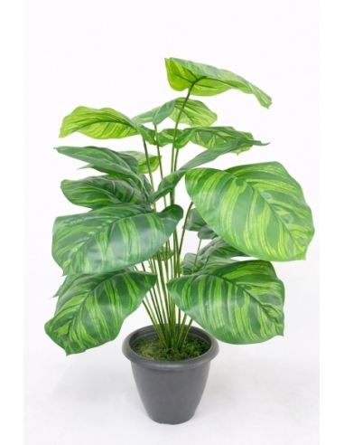 Calathea artificial 55CM