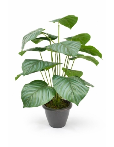 Calathea artificial 55CM