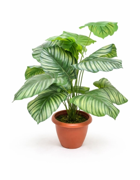 Calathea artificial 55CM
