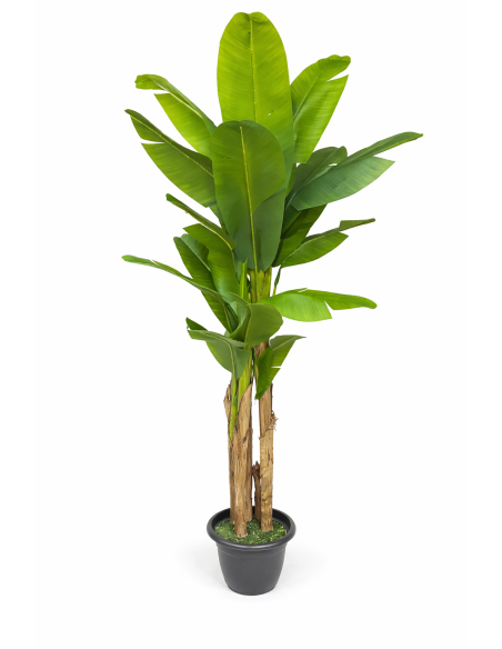 Platanera artificial 240CM