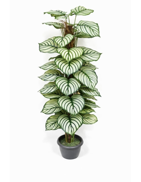 Calathea orbifolia artificial 170CM