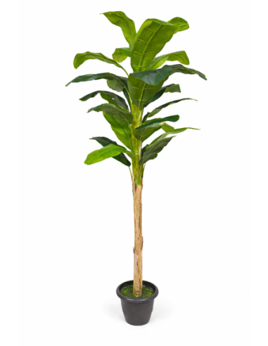 Ficus lyrata artificial  220CM