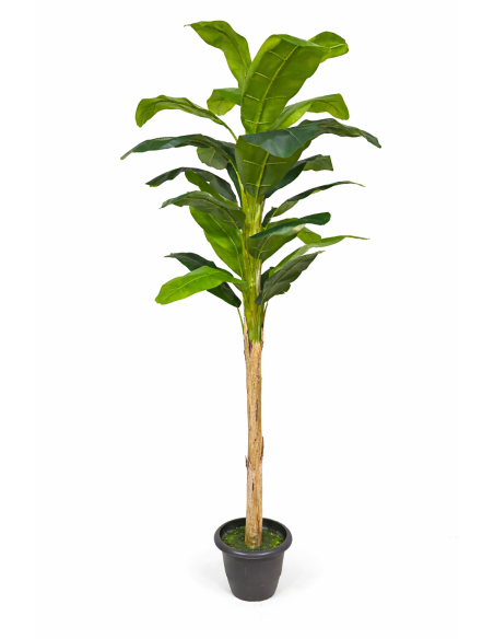 Ficus lyrata artificial  220CM