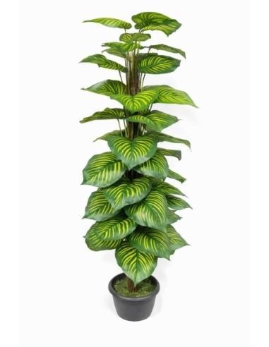 Dieffenbachia artificial ALT 170CM