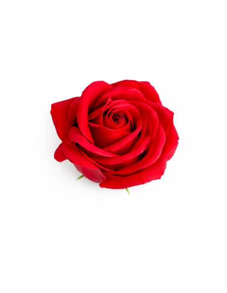 ROSA DE JABON 25PCS 6CM