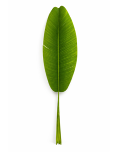 HOJA DE BANANA ALT.1M