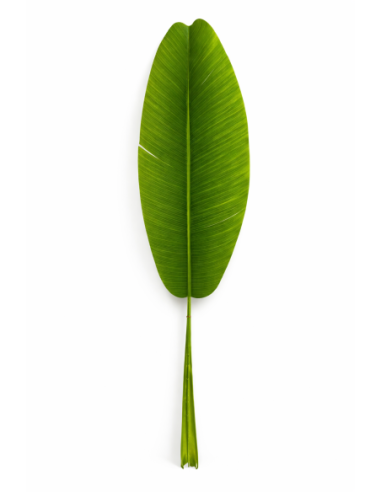 HOJA DE BANANA ALT.1M