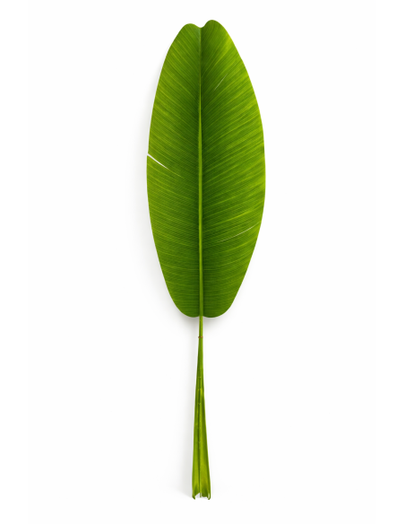HOJA DE BANANA ALT.1M