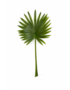HOJA DE PALMA ABANICO ALT.90CM