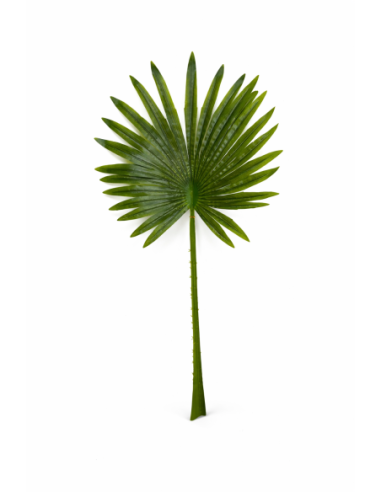 HOJA DE PALMA ABANICO ALT.90CM