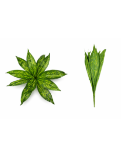 PLANTA DE DIEFFENBACHIA 45/55CM