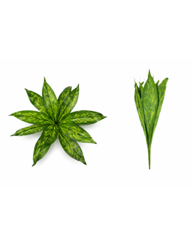 PLANTA DE DIEFFENBACHIA 45/55CM