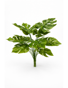 PLANTA DE COSTILLA DE ADAN 38CM