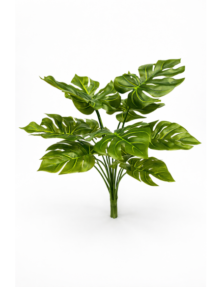 PLANTA DE COSTILLA DE ADAN 38CM