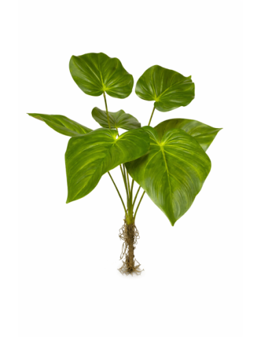 PLANTA DE FILODENDRO 70CM