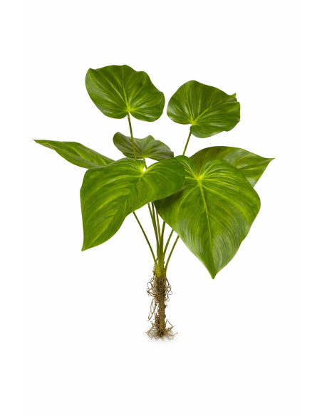 PLANTA DE FILODENDRO 70CM