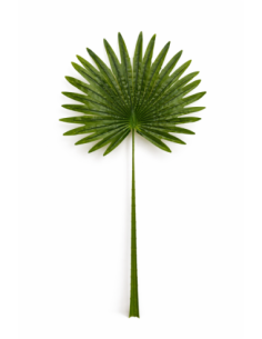 HOJA DE PALMA ABANICO ALT.75CM