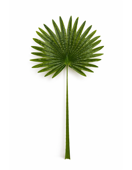 HOJA DE PALMA ABANICO ALT.75CM