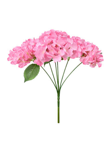 ORTENSIA ROSA