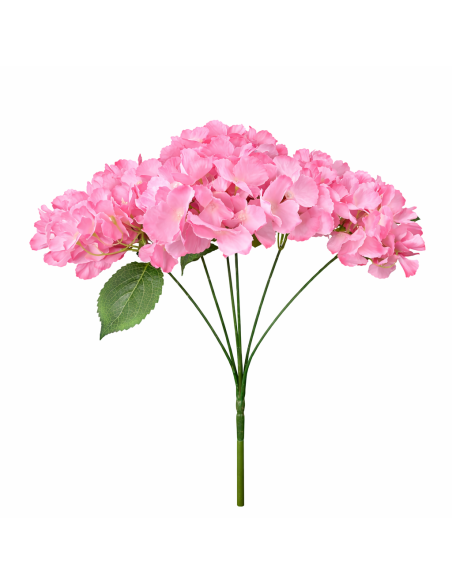 ORTENSIA ROSA