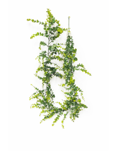 EUCALIPTO COLGANTE 1.8M