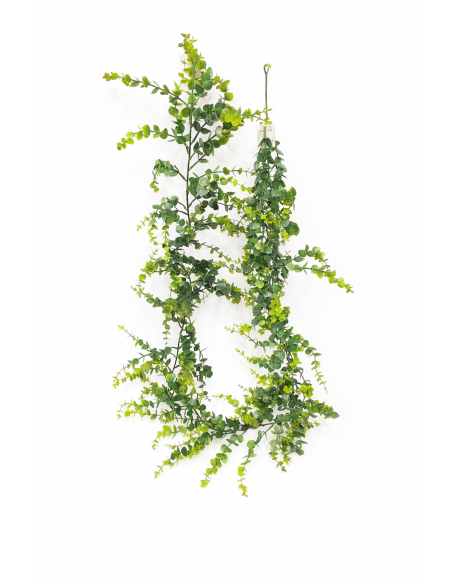 EUCALIPTO COLGANTE 1.8M