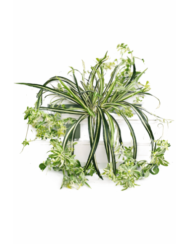 ENREDADERA COLGANTE