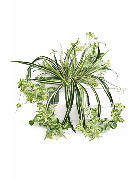 ENREDADERA COLGANTE