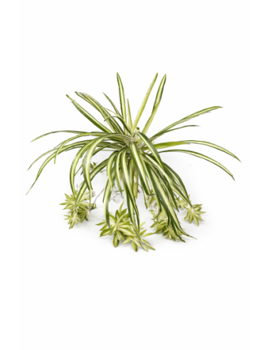 ENREDADERA COLGANTE