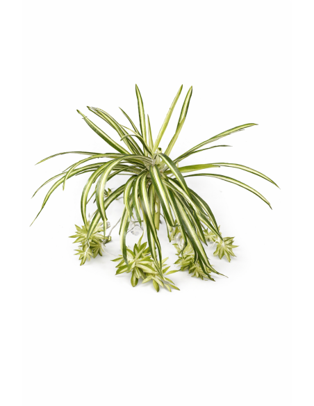 ENREDADERA COLGANTE