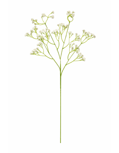 RAMO PANICULATA 65CM