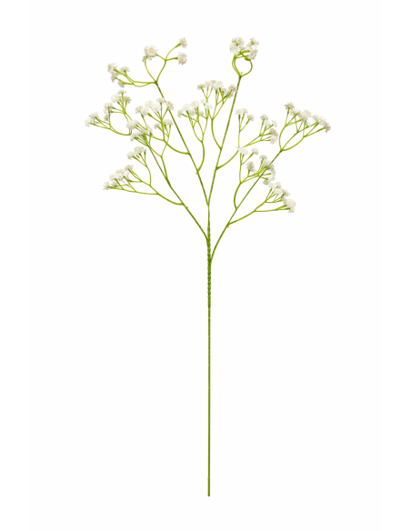 RAMO PANICULATA 65CM