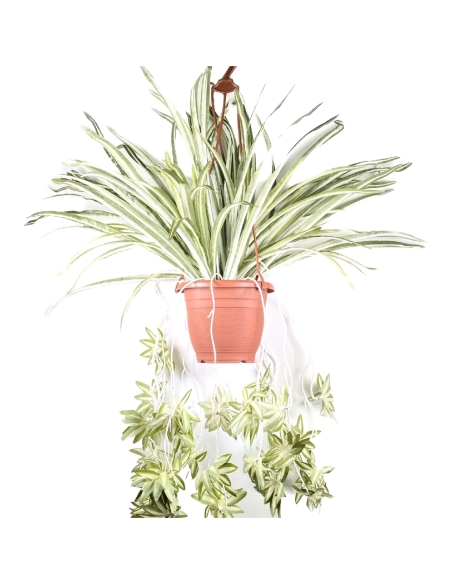 PLANTA COLGANTE DE CINTA 75CM