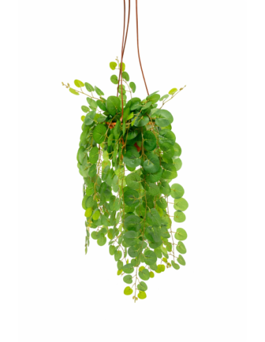 PLANTA COLGANTE DE EUCALIPTO 60CM