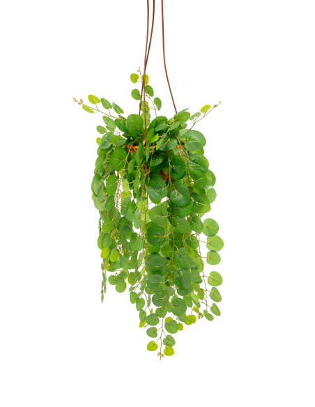 PLANTA COLGANTE DE EUCALIPTO 60CM