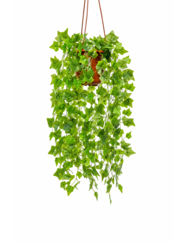 HIEDRA COLGANTE 60CM