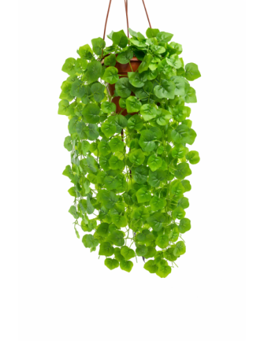 HIEDRA COLGANTE 60CM