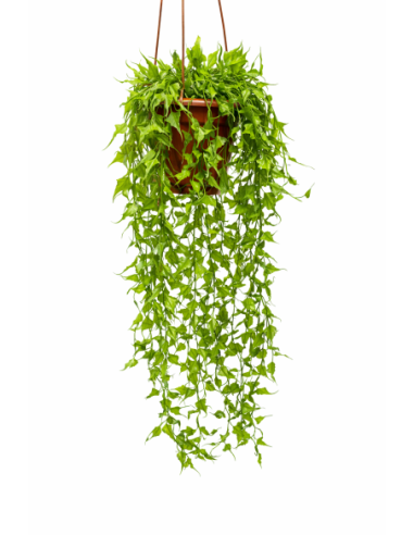 PLANTA COLGANTE DE ENREDADERA 70CM
