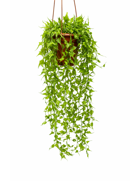 PLANTA COLGANTE DE ENREDADERA 70CM